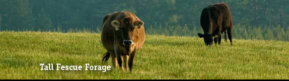 tall_fescue_pasture