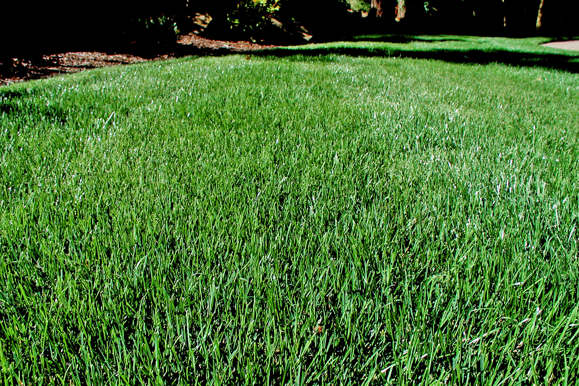 Oregon Quality Tall Fescue